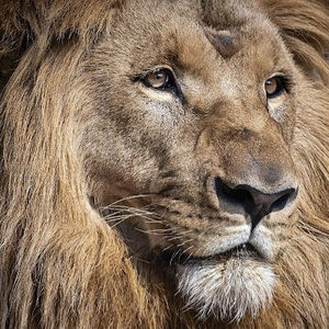 Meet your Posher, Kwaku